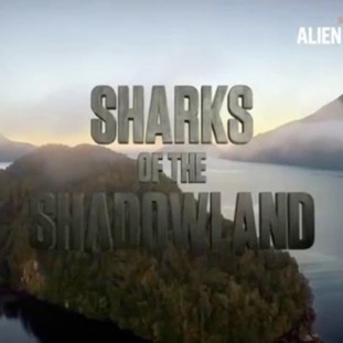 Sharks Of Shadowland